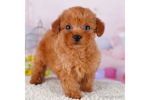 成約済の茨城県のトイプードル-283353の2枚目